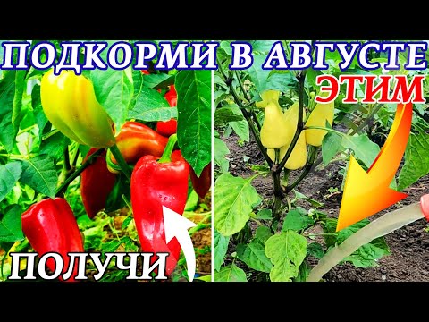 Видео: Хотите получить рекордный урожай КРУПНОГО, СОЧНОГО, СЛАДКОГО ПЕРЦА? Тогда СРОЧНО подкормите его ЭТИМ