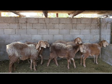 Видео: Жаш арашан ургачы козулар сатылат 