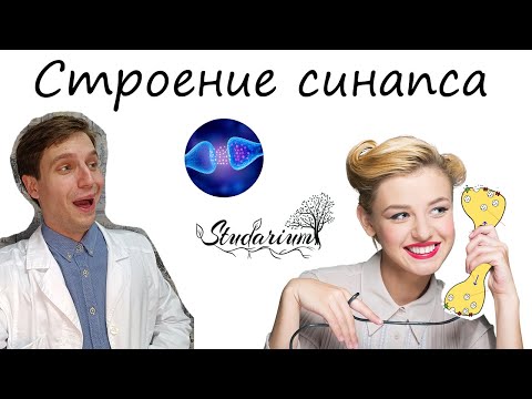 Видео: Строение синапса | Нервный синапс ⚡