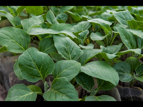 Видео: ДВА НАДЕЖНЫХ, ПРАВИЛЬНЫХ СПОСОБА ПОСЕВА БАКЛАЖАНА НА РАССАДУ!