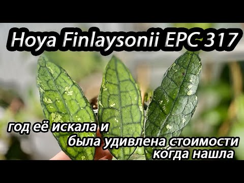 Видео: Hoya Finlaysonii EPC 317- год её искала и была удивлена стоимости когда нашла