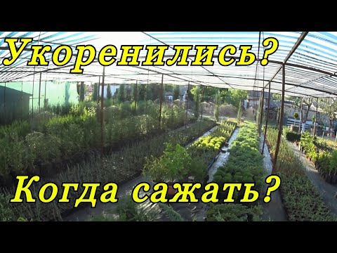Видео: Когда высаживать укорененные черенки декоративных растений? Самый благоприятный период года.
