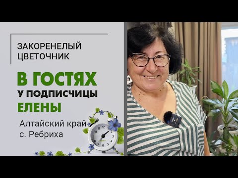 Видео: В гостях у подписчицы Елены. Алтайский край, село Ребриха | Шикарная коллекция комнатных растений