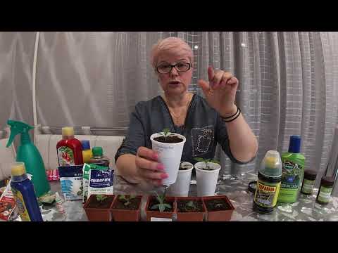 Видео: Внекорневые подкормки дают самый быстрый результат.03.03.2021