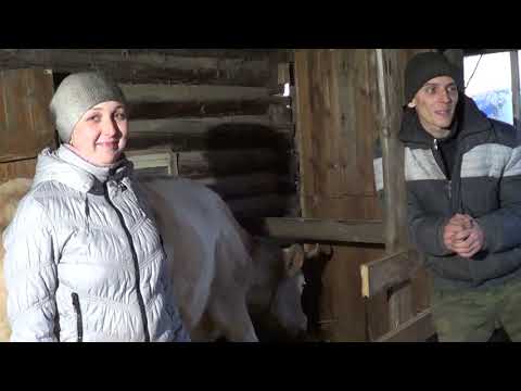Видео: первый опыт покупки дойной коровы. что нужно знать - сельские будни  - жизнь за городом