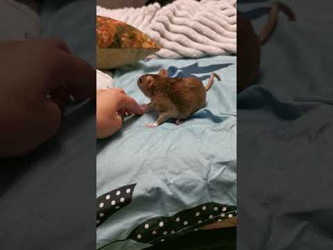 Видео: Алия гуляет