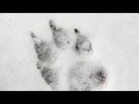 Видео: Следопытство для дилетантов. Следы животных и людей.