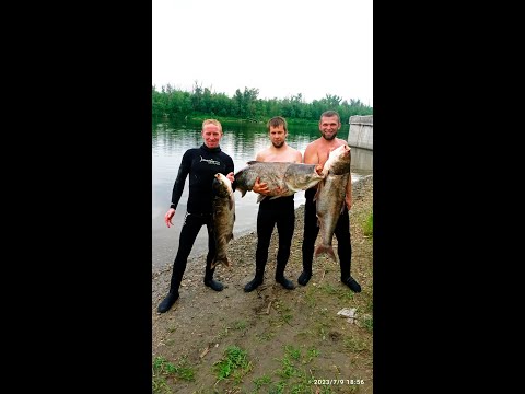 Видео: Подводная охота на толстолоба 2023 Саратовская область