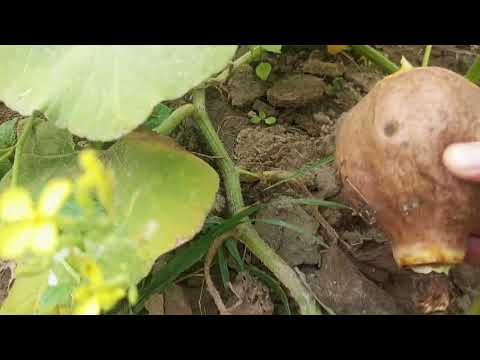 Видео: Показую свій город де і що росте 