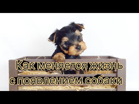 Видео: Как меняется жизнь с появлением собаки