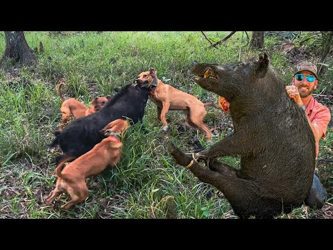 Видео: День на болотах Флориды | ГРАНДИОЗНАЯ ОХОТА НА КАБАНА!