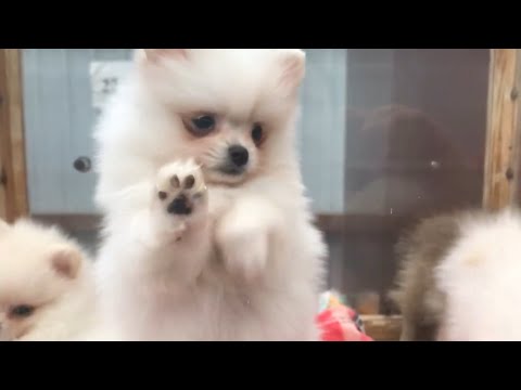 Видео: Щенята на Птичьем Рынке в Москве / Можно ли покупать собак на Садоводе?