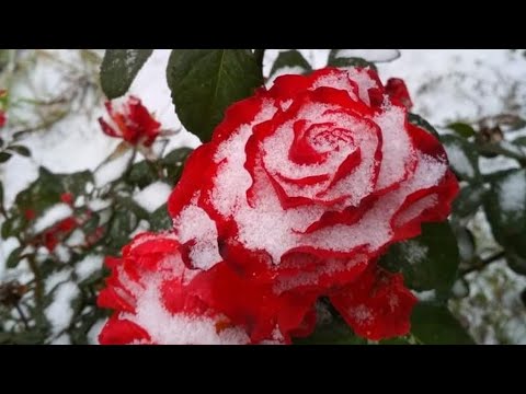 Видео: Как укрыть розы на зиму - простой способ за 10 минут 