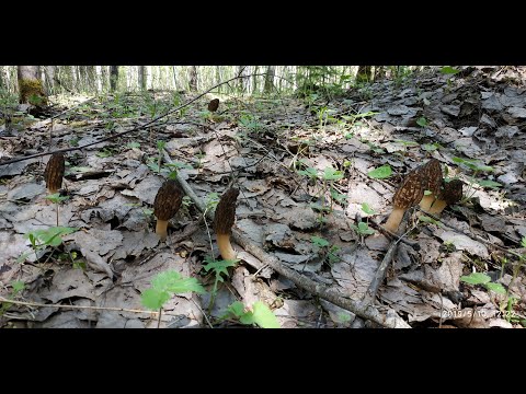 Видео: Где и как растут сморчки.
