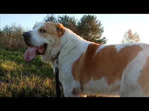 Видео: Рамеш ждёт невест.