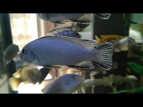 Видео: Гибрид селекция зебра с соколовским еллоу с золотым