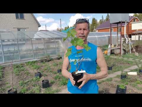 Видео: Посадка винограда