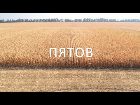 Видео: Гібрид кукурудзи Пятов від DSV