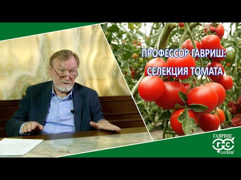 Видео: ГАВРИШ: СЕЛЕКЦИЯ ТОМАТА