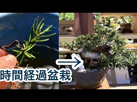 Видео: Я сделаю бонсай из семян 4-го года ・ Япония Хоккайдо Остров Кунашир Ичии Бонсай сформирован