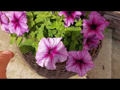 Видео: Сад на Урале 25 июня 2025г. 1 ЧАСТЬ.