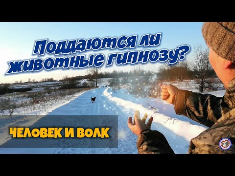 Видео: Человек и волк: Поддаются ли животные гипнозу? Помощь животным