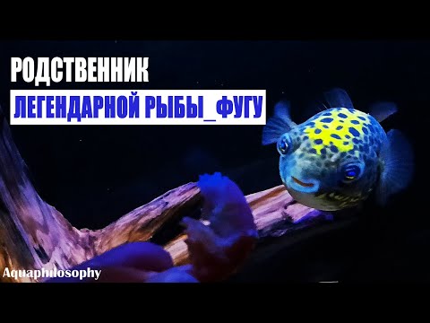 Видео: Родственник ФУГУ. Зеленый тетраодон. Рыба шар.