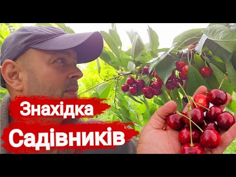 Видео: Ця черешня - справжня знахідка! Середньопізній сорт для великого врожаю