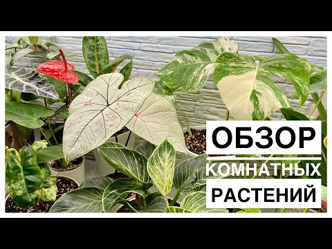 Видео: Обзор комнатных растений | 31.05.2024г.