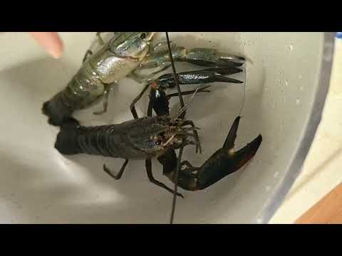 Видео: Хочу раковую ферму