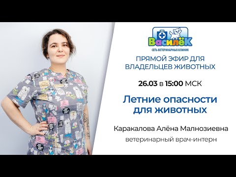 Видео: Летние опасности для животных