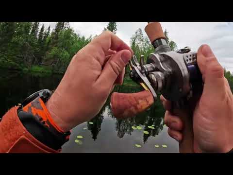 Видео: Река Мутка, парк Паанаярви, в поисках пятен...