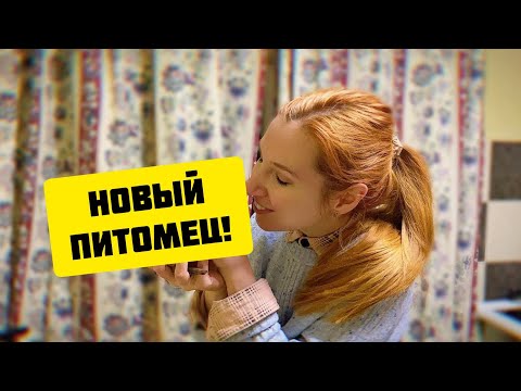 Видео: РАСПАКОВКА НОВОЙ МОРСКОЙ СВИНКИ 🤩 Прощай, Валик 🥺 SvinkiShow