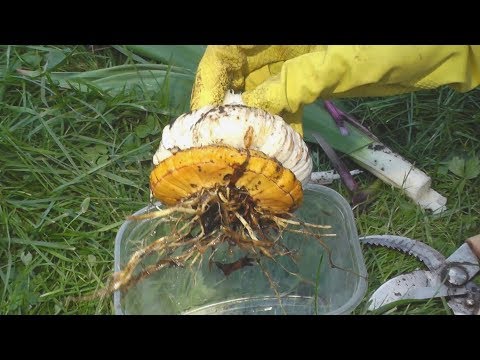 Видео: Уход за гладиолусами: как выкапывать осенью, сушить, хранить зимой, готовить к посадке