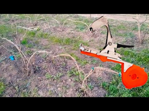 Видео: ПОДВЯЗКА КУСТА РКАЦИТЕЛИ