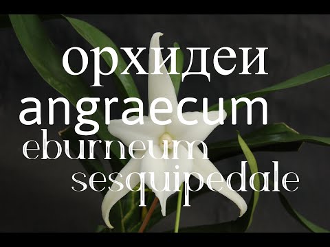 Видео: Орхидеи Angraecum.