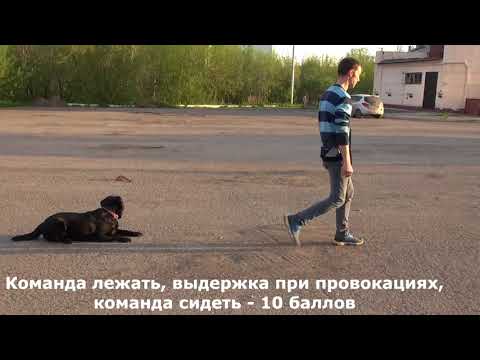 Видео: Экзамен УГС Стейси