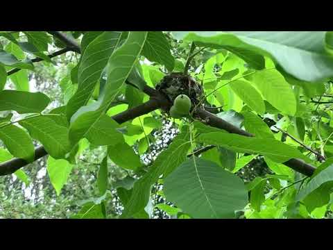 Видео: ГРЕЦКИЙ ОРЕХ  ОБРЕЗКА и ФОРМИРОВКА, только  ЛЕТНЯЯ