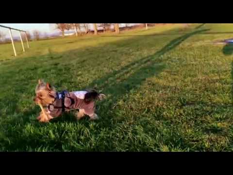Видео: йоркширский терьер мини. Подборка приколов про йоркширских терьеров