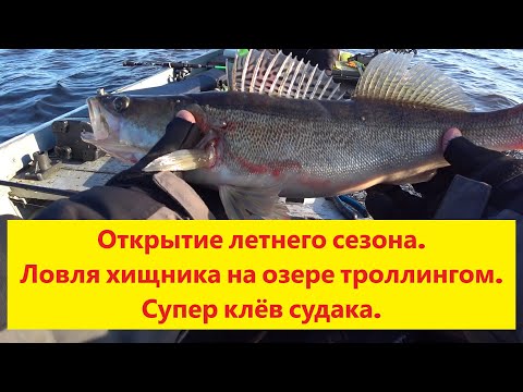 Видео: Открытие летнего сезона. Ловля хищника на озере троллингом.Супер клёв судака.Super cope Burtniekā.