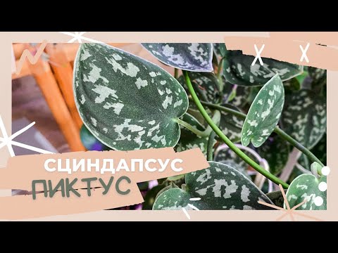 Видео: 🌱СЦИНДАПСУС ПИКТУС 🌱Уход и содержание в домашних условиях