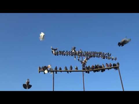 Видео: А для чего они еще нужны.......