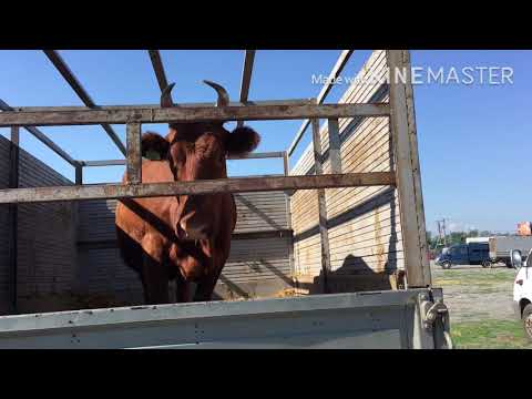 Видео: Рынок в прохладном Кабардино-Балкарская Республика