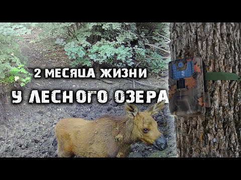 Видео: Как ведут себя ЖИВОТНЫЕ, когда их никто НЕ ВИДИТ? | ФОТОЛОВУШКА снимала 2 месяца