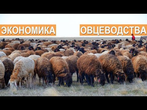 Видео: Экономика в овцеводстве. Селекционно-генетический центр. ООО Волгоград - Эдильбай.