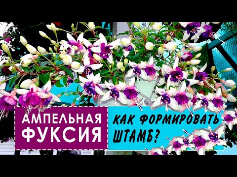 Видео: Ампельная ФУКСИЯ. Как правильно формировать и как вырастить штамб