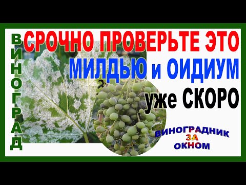 Видео: 🍇 Внимание срочно проверьте это! Иначе Милдью и Оидиум на винограде. Как определить и что делать?