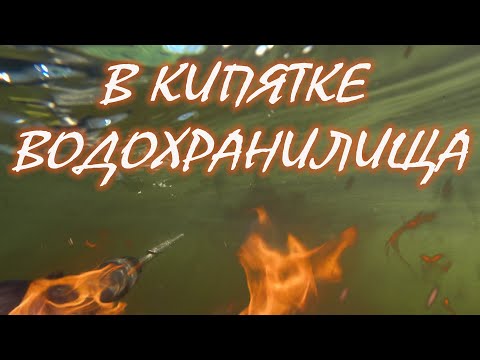 Видео: Есть ли белый амур в горячей воде ДВХ??? Подводная охота