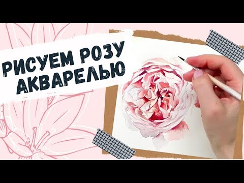 Видео: Как нарисовать розу акварелью — kalachevaschool.ru —  Пошаговый урок Вероники Калачевой