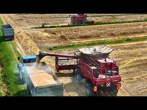 Видео: МОЛОТЬБА 2025 CASE IH AXIAL FLOW 7088 CASE IH AXIAL FLOW 2388